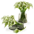 Fresh Green Calla Lilies Arranged In Transparent Glass Vases For Home Decor