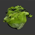 Fresh Green Lettuce With Flower Like Shape And Layered Crisp Leaves