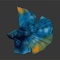 Vibrant Blue And Orange Betta Fish With Large Flowing Fins On Black Background