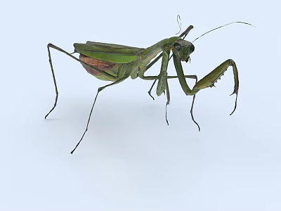 Green Flying Praying Mantis Insect With Long Legs Isolated On White Background 3d model