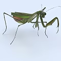 mantis insect grasshopper pest 3d model