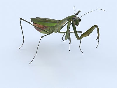 mantis insect grasshopper pest 3d model