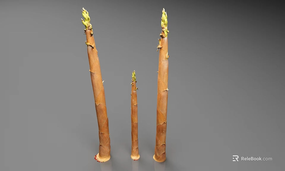 Fresh Bamboo Stems With Young Green Shoots On Gray Background 3d model 