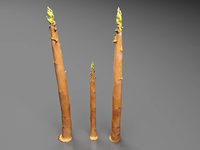 Fresh Bamboo Stems With Young Green Shoots On Gray Background 3d model
