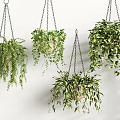 Lush Green Hanging Basket Plants with Trailing Leaves and Healthy Foliage