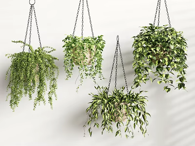 Lush Green Hanging Basket Plants with Trailing Leaves and Healthy Foliage 3d model