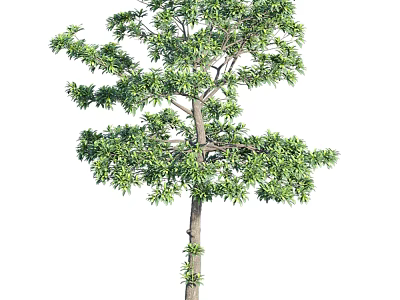 Tall Arbor Tree With Lush Green Foliage And Strong Trunk Isolated On White 3d model
