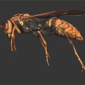 Modern Wasp Bumblebee 3d model