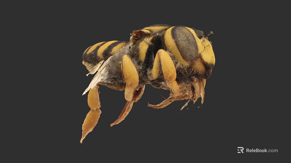Flying Insect Close Up View Of Yellow And Black Striped Body With Legs And Wings 3d model 