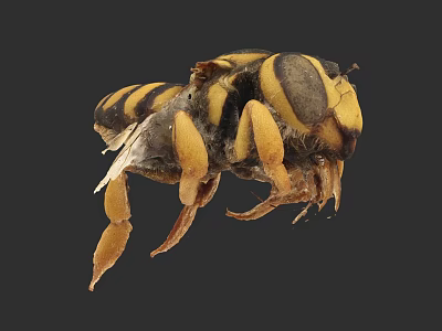 Flying Insect Close Up View Of Yellow And Black Striped Body With Legs And Wings 3d model