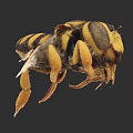 Flying Insect Close Up View Of Yellow And Black Striped Body With Legs And Wings