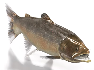 Shiny Brown And Gold Aquatic Fish With Open Mouth Detailed Scales And Realistic Look 3d model