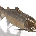 tall sturgeon sturgeon catfish 3d model