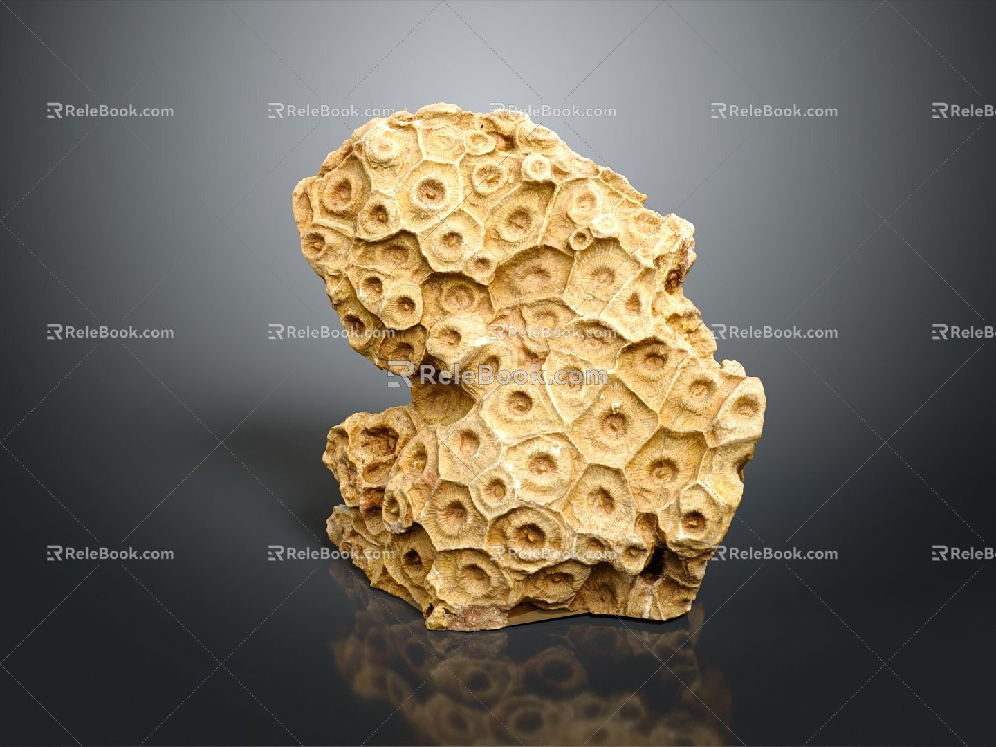 Modern Coral Wrinkle Coral Reef Rocks 3d model