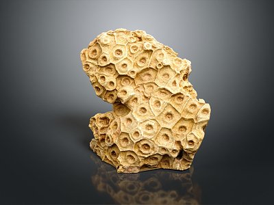 Modern Coral Wrinkle Coral Reef Rocks 3d model