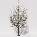 modern tree magnolia tree plant 3d model