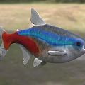 Colorful Aquatic Fish with Blue Red Silver Vibrant Body and Shiny Scales in Natural Habitat