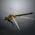 Vibrant Yellow And Black Dragonfly With Transparent Wings And Slender Body In Neutral Background