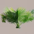 Green Shrub with Broad Palm like Leaves Lush Tropical Foliage for Garden Landscaping