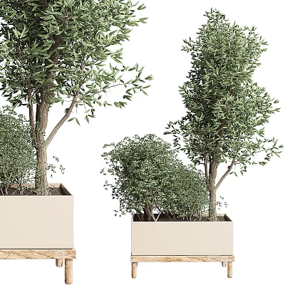 Bonsai Potted Plants With Lush Green Foliage In Square White Planters 3d model