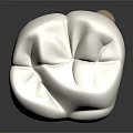 Detailed Human Tooth Organ 3D Model With White Crown And Natural Root Structure