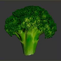 Fresh Green Broccoli Healthy Nutritious Vegetable Perfect for Daily Cooking Recipes