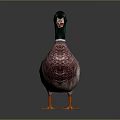 Duck With Green Head White Neck Brown White Feathers And Orange Feet On Dark Background
