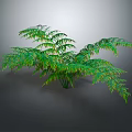 Green Fern Plant With Lush Fresh Leaves For Indoor Home Decor Natural Greenery