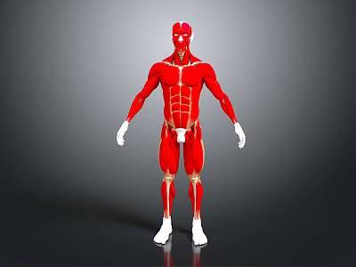 Anatomical Full Body Human Muscle 3D Model Displaying Limb Muscular Structure 3d model
