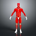 Anatomical Full Body Human Muscle 3D Model Displaying Limb Muscular Structure