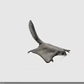 Siberian Flying Squirrel with Gray Brown Fur and Gliding Membrane in Coniferous Forests