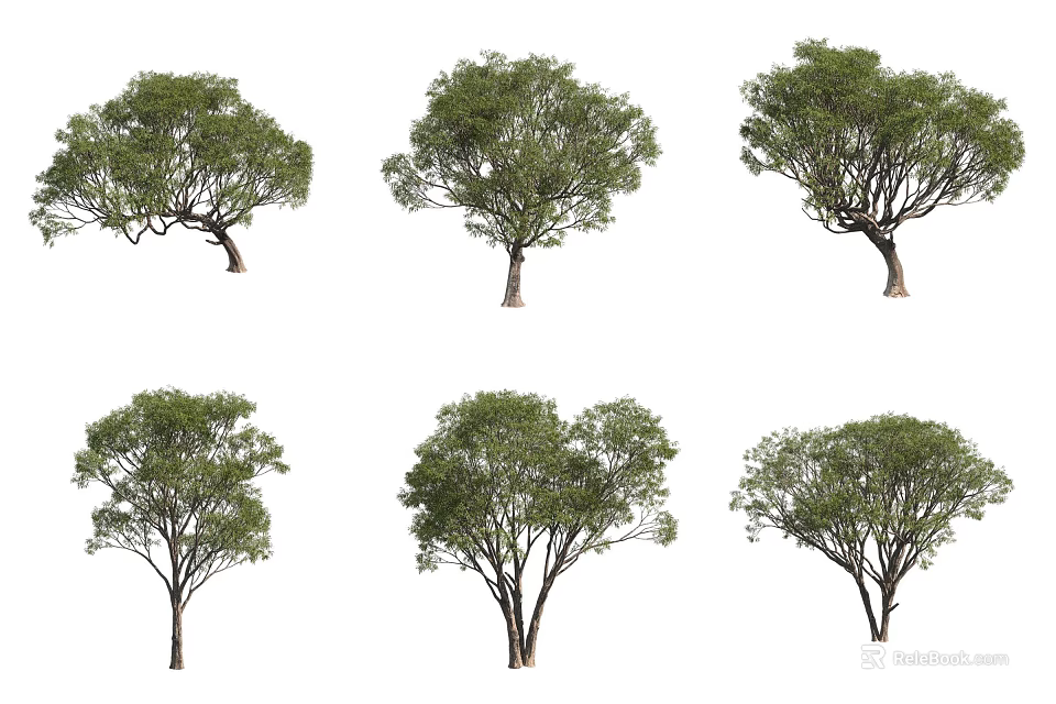 Various Arbor Trees With Different Growth Shapes And Lush Green Foliage 3d model 
