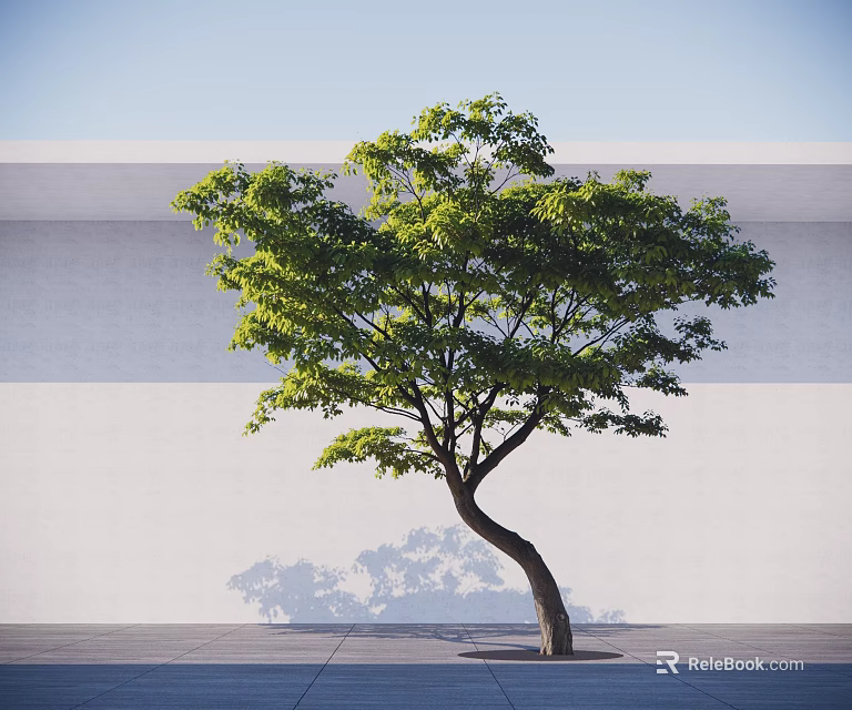 Arbor With Curved Trunk Lush Green Leaves Against White Wall Gray Ground And Shadow Cast 3d model 