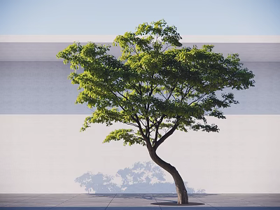 Arbor With Curved Trunk Lush Green Leaves Against White Wall Gray Ground And Shadow Cast 3d model