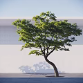 Arbor With Curved Trunk Lush Green Leaves Against White Wall Gray Ground And Shadow Cast
