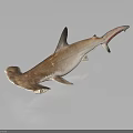 Hammerhead Shark 3D Rendering in Brown Color on Gray Background with Reflection 3d model