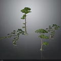 Unique Artistic Plants With Slender Trunks Curved Green Foliage Design