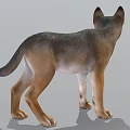 Realistic 3D Model Of Gray And Brown Wolf Standing In Neutral Gray Background