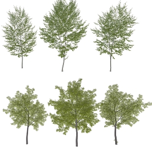 ginkgo tree landscape tree 3d model