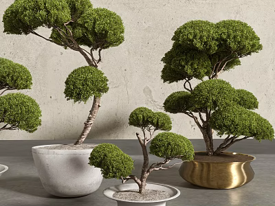 Bonsai Plants With Neatly Trimmed Green Foliage In White Ceramic And Golden Brass Pots 3d model