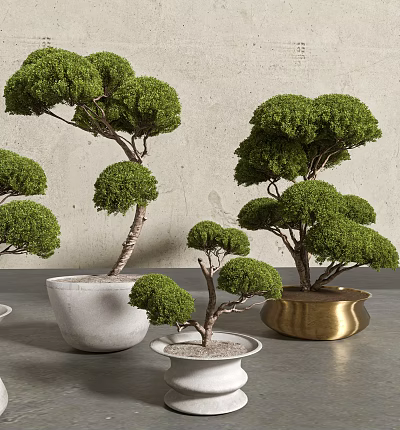 Bonsai Plants With Neatly Trimmed Green Foliage In White Ceramic And Golden Brass Pots 3d model