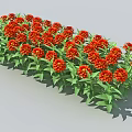 Vibrant Red Flower Row With Lush Green Leaves In Garden Landscape
