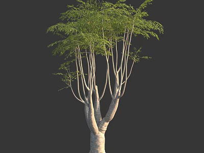 Arbor With Multiple Trunks And Lush Green Foliage Against Dark Background 3d model
