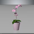 Pink Orchid Plant with Green Leaves and Pink Blooms in Pink Decorative Pot
