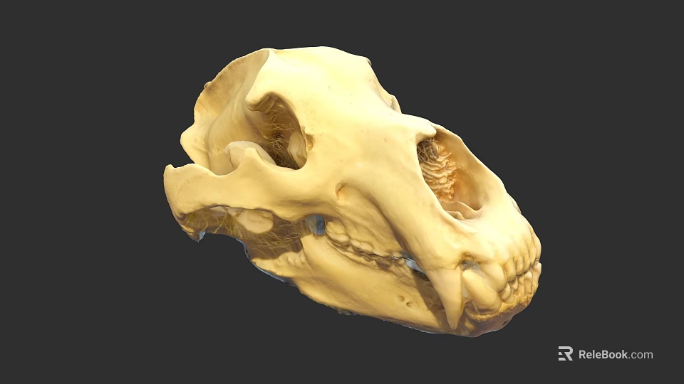 3D Animal Skull Model With Detailed Anatomical Teeth And Orbits 3d model 