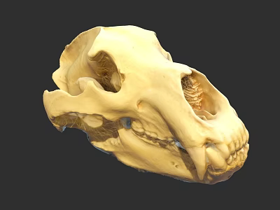 3D Animal Skull Model With Detailed Anatomical Teeth And Orbits 3d model