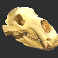 3D Animal Skull Model With Detailed Anatomical Teeth And Orbits