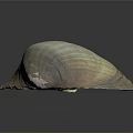 Large Vibrant Striped Clam Shell With Natural Texture On Dark Background Surface 3d model