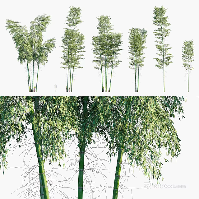 Various Bamboo Plants With Different Heights And Green Leaves For Garden Landscaping 3d model 