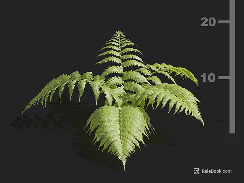Lush Green Fern Plant With Feathery Fronds And Detailed Leaf Structure On Black Background 3d model 
